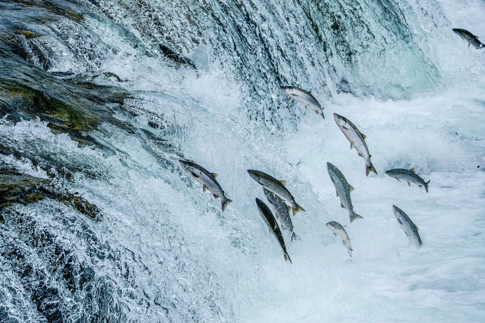 Salmon leaping up a waterfall against the current